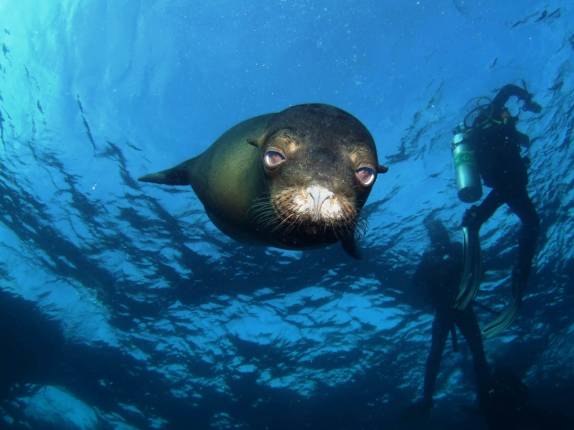 Leão-marinho brinca conosco em mergulho em Isabel, em Galápagos (foto de Henning Abheiden)